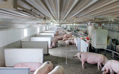 The Dark Side of the Meat Industry