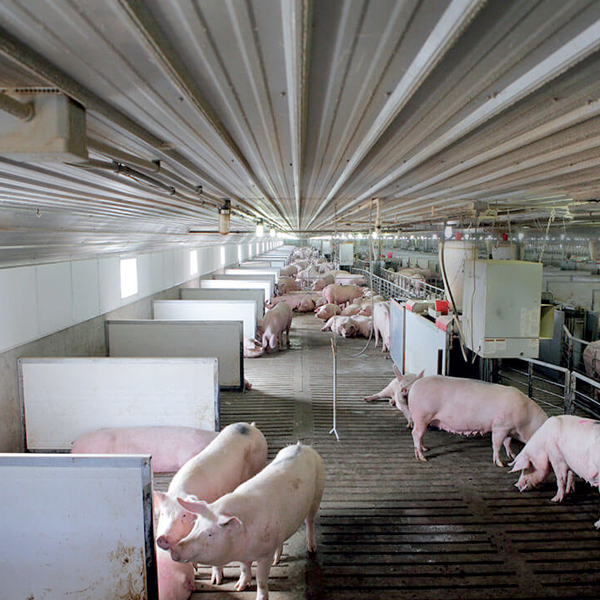 The Dark Side of the Meat Industry