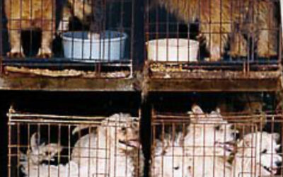 The Horrors of Puppy Mills and Breeders