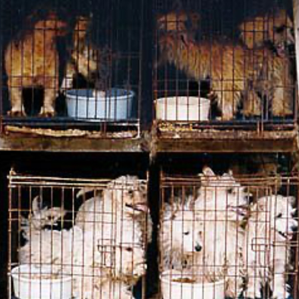 The Horrors of Puppy Mills and Breeders
