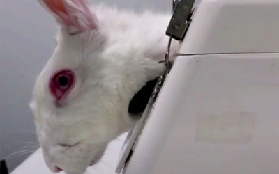 Animal Cruelty in the Makeup and Skincare Industry