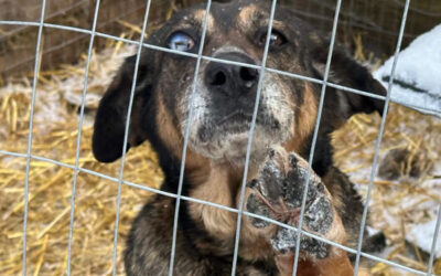 The Hidden Cruelty in Animal Rescue