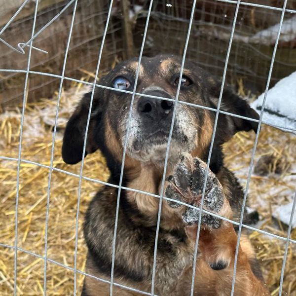The Hidden Cruelty in Animal Rescue